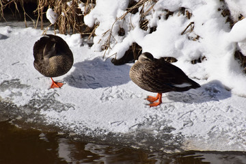 凍った川岸で休むカルガモ