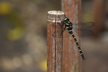 竹の杭に止まるオニヤンマ