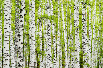 achtergrond van berkenbos bomen groene lente