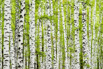 Wall murals Birch grove background of birch forest trees green spring