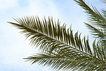 green palm tree leaves against the sky