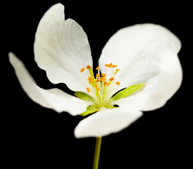 white apple flower on a black background closeup