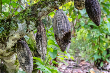 damaged, black cocoa fruit with symptom of black pod disease or destroyed by fungal or pest