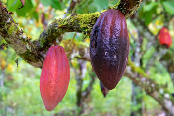 damaged cocoa with blurred background of healthy cocoa. close up selective focusing