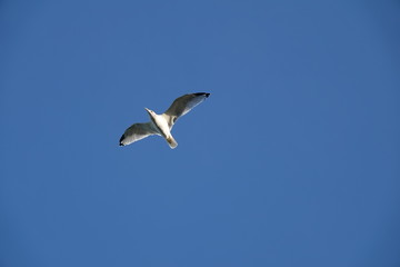 seagull flying in the blue sky