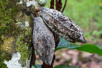 damaged, black cocoa fruit with symptom of black pod disease or destroyed by fungal or pest