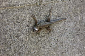lizard on cement wall