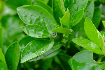 Calamondin orange