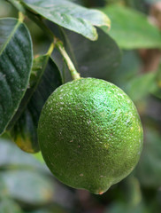 Green unripe lemon on a branch in a garden close-up view
