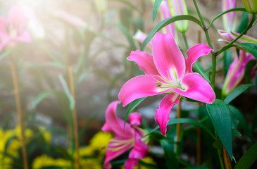 Beautiful pink lilly flower in garden,