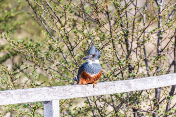 Belted Kingfisher Karukinka Reserve Patagonia Chile