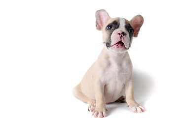 Cute little French bulldog sitting isolated