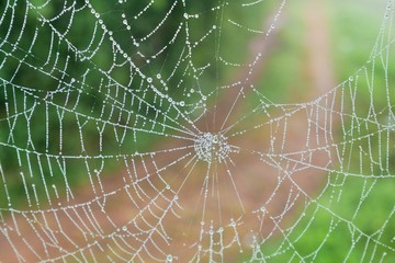 spider web with water drops