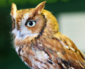 Screech owl