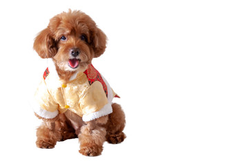 An adorable brown toy Poodle dog with smiling shot wearing Traditional Chinese dress for Chinese new year festival isolated on white background with space for text.