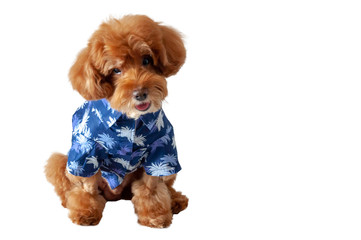 An adorable brown toy Poodle dog with smiling shot wearing hawaii dress for Songkran festival which celebrate in summer season of Thailand isolated on white background with space for text.