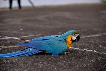Free Flying Macaw in Taipei Riverside Park, Taiwan