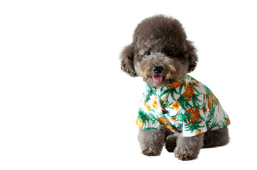 An adorable black toy Poodle dog with smiling shot wearing hawaii dress for Songkran festival which celebrate in summer season of Thailand isolated on white background with space for text.