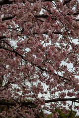 Cherry blossom in Japan. Sakura flowers and trees closesup in Tokyo, Japan during Spring time