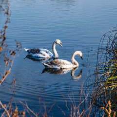 Swans