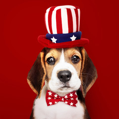 Cute Beagle puppy in Uncle Sam hat and bow tie