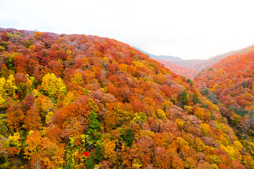 Colorful autumn trees landscape on white isolated sky, the Shirakami mountainous range with red, orange, and golden foliage in Aomori Tohoku Japan, the Jogakura area near Jogakura bridge.