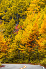 Fototapeta premium Autumn tree on curves road in vertical, colorful leaves while driving on mountain forest along freeway in fall season, Japan.