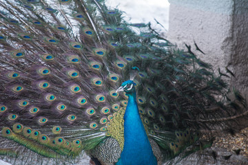 Obraz premium Peacock shows his tail
