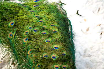Peacock's tail on a background of snow. Peacock in the winter. Close-up. View from above.