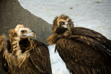 Bird of prey - black vulture. Aegypius monachus
