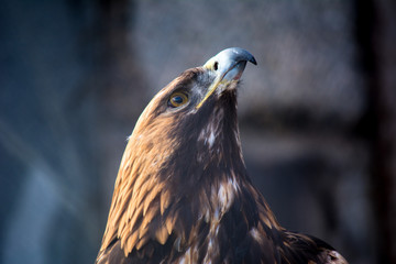 Burial eagle head on a background of stones. Russia. Bird of prey. Predator. Aquila heliaca