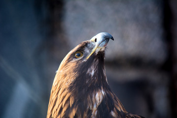 Burial eagle head on a background of stones. Russia. Bird of prey. Predator. Aquila heliaca