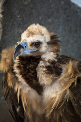 Bird of prey - black vulture. Aegypius monachus