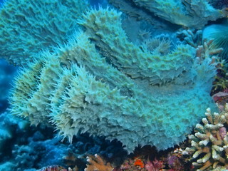 The amazing and mysterious underwater world of Indonesia, North Sulawesi, Bunaken Island, demosponge
