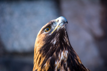 Burial eagle head on a background of stones. Russia. Bird of prey. Predator. Aquila heliaca