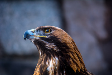 Burial eagle head on a background of stones. Russia. Bird of prey. Predator. Aquila heliaca