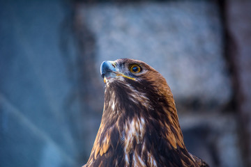 Burial eagle head on a background of stones. Russia. Bird of prey. Predator. Aquila heliaca