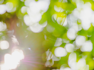 bokeh nature background of green tree leaves and bright summer sunlight, abstract blurred foliage for copy space for your text or advertisement