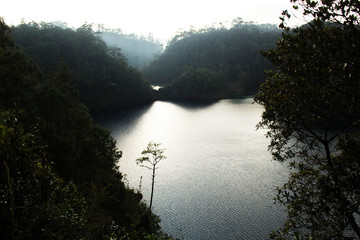árbol en la laguna