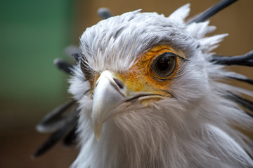 Bird secretary with huge eyelashes. Sagittarius serpentarius. Close Up Portrait