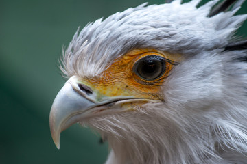 Bird secretary with huge eyelashes. Sagittarius serpentarius. Close Up Portrait