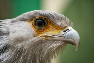 Bird secretary with huge eyelashes. Sagittarius serpentarius. Close Up Portrait