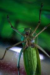 A giant green grasshopper sits on the glass.