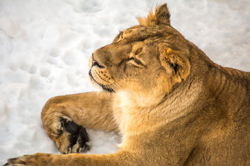 The lioness lies on the snow