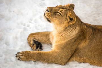 Obraz na płótnie Canvas The lioness lies on the snow