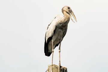 Asian openbill, Anastomus oscitans