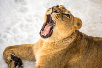 The lioness lies on the snow with open mouth, visible tongue and sharp fangs
