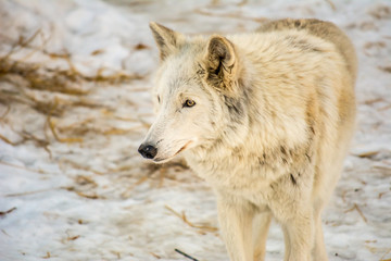 Fototapeta premium White wolf stands in the snow and thinks about something
