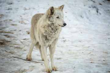 White wolf stands in the snow and thinks about something