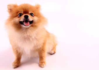 Pomeranian with a white backdrop.